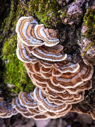 Turkey Tail: 5 Benefits of the 'Immunity Mushroom' - Bloomable Mushrooms