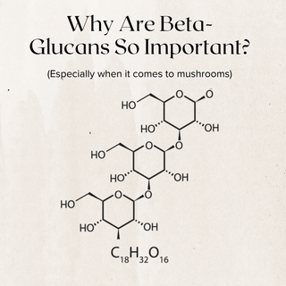 Why Beta-Glucans Matter: The Secret Behind Medicinal Mushrooms Like Lion’s Mane - Bloomable Mushrooms