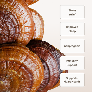 Reishi Mushroom Extract Powder (60 gr)