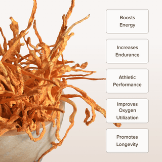 Cordyceps Mushroom Capsules (120 Capsules) - Bloomable Mushrooms