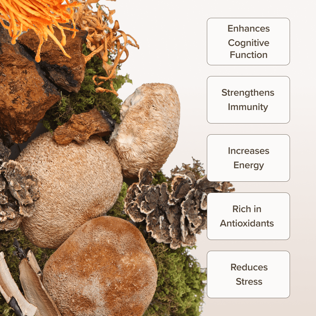 Tonic Blend by Bloomable - Lion's Mane, Turkey Tail, Reishi, Chaga and Cordyceps Extract Mushroom Powder Blend (60 gr) - Bloomable Natural Products
